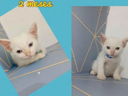 Gato raça SRD-ViraLata idade 2 a 6 meses nome George