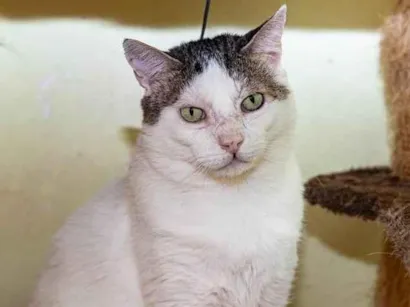 Gato raça SRD-ViraLata idade 2 anos nome Pumba