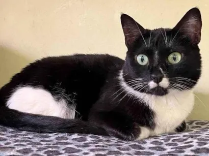 Gato raça SRD-ViraLata idade 3 anos nome Ana Rosa