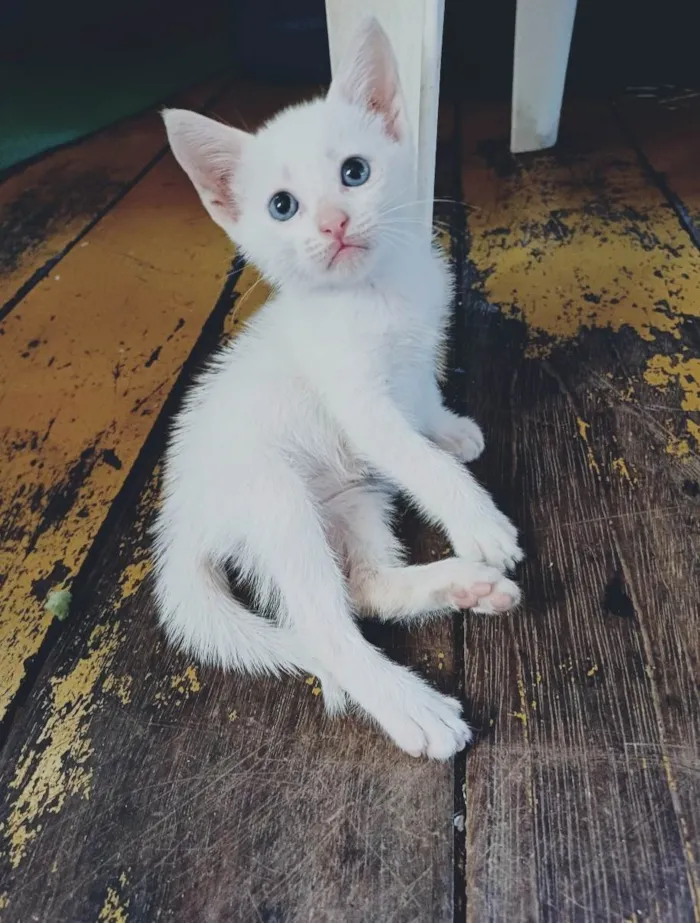 Gato ra a Siamês idade Abaixo de 2 meses nome Tavinho Adocao 