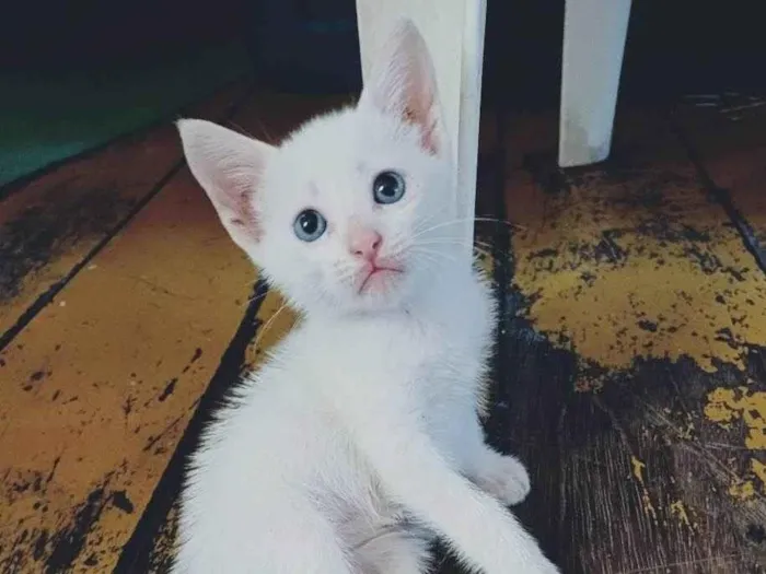 Gato ra a Siamês idade Abaixo de 2 meses nome Tavinho Adocao 