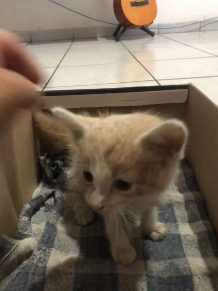 Gato ra a SRD-ViraLata idade Abaixo de 2 meses nome Estelar 