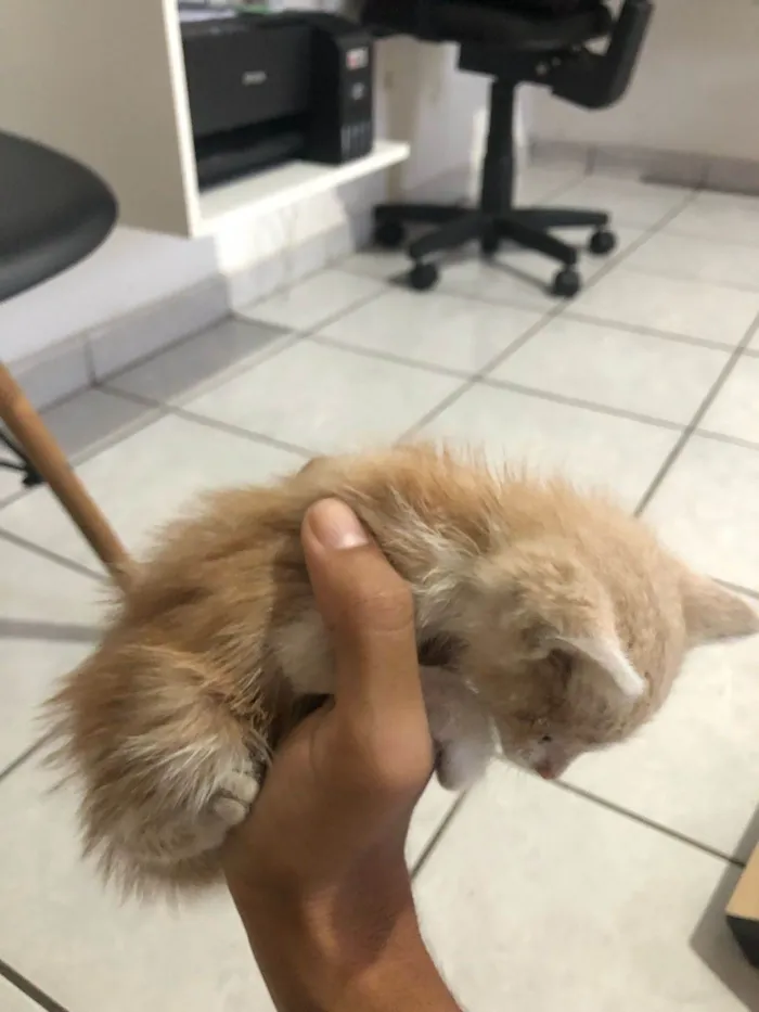 Gato ra a SRD-ViraLata idade Abaixo de 2 meses nome Estelar 