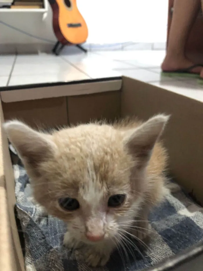 Gato ra a SRD-ViraLata idade Abaixo de 2 meses nome Estelar 