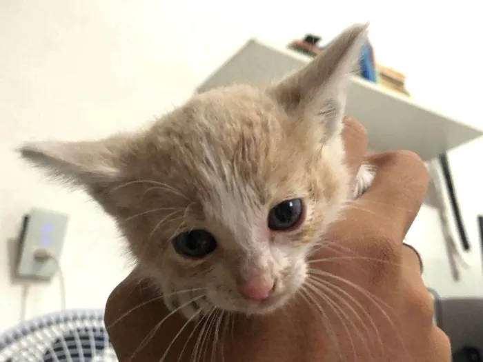 Gato ra a SRD-ViraLata idade Abaixo de 2 meses nome Estelar 