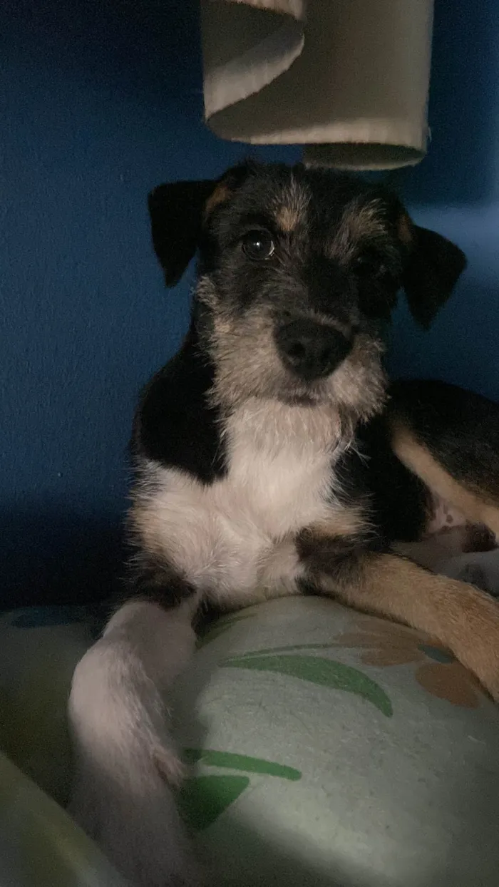 Cachorro ra a SRD-ViraLata idade 2 a 6 meses nome BK 