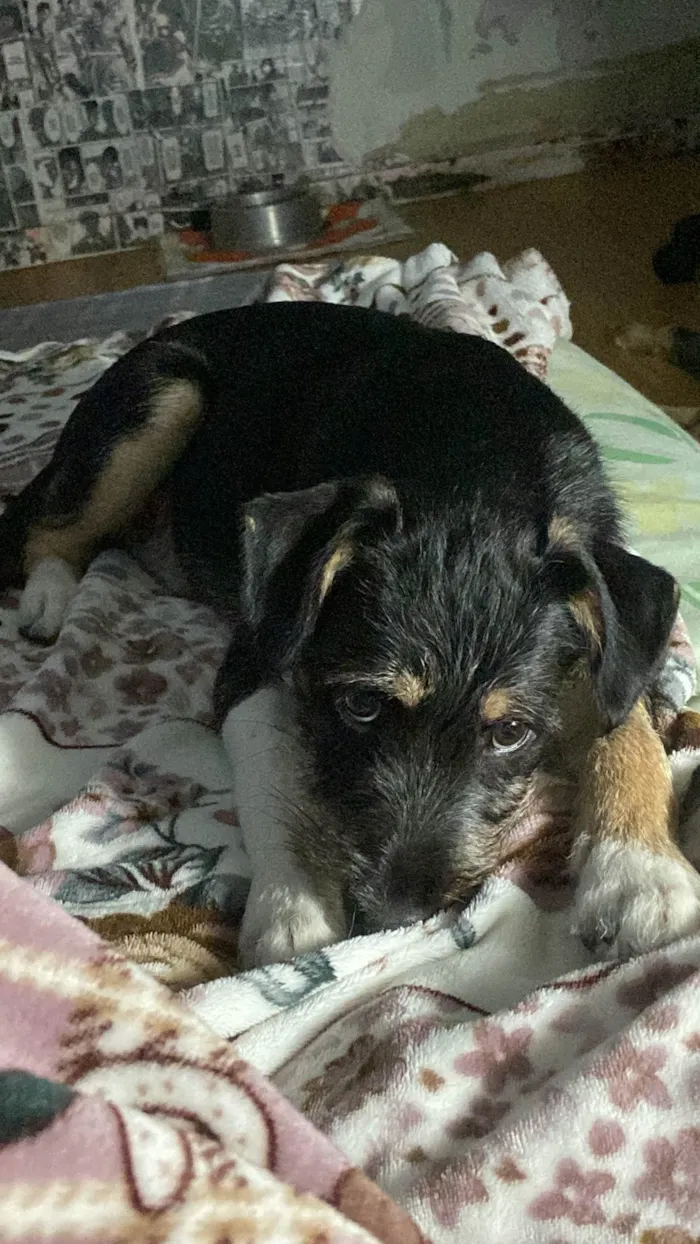 Cachorro ra a SRD-ViraLata idade 2 a 6 meses nome BK 
