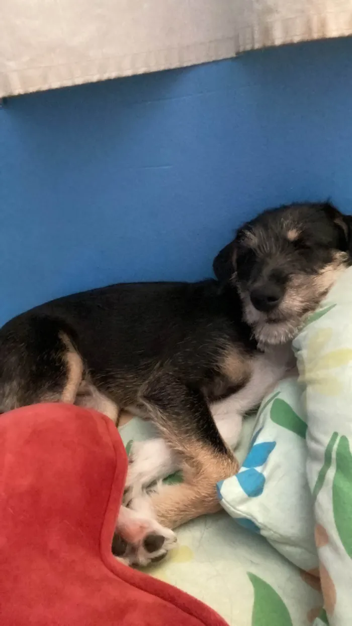 Cachorro ra a SRD-ViraLata idade 2 a 6 meses nome BK 