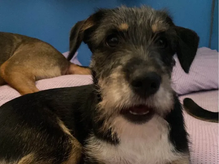 Cachorro ra a SRD-ViraLata idade 2 a 6 meses nome BK 