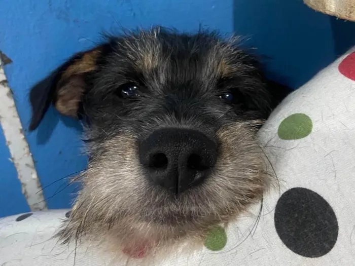 Cachorro ra a SRD-ViraLata idade 2 a 6 meses nome BK 