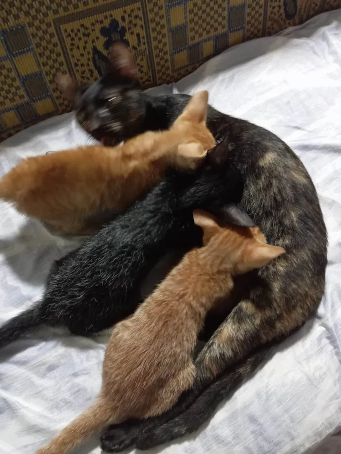 Gato raça SRD-ViraLata idade 2 a 6 meses nome Gato