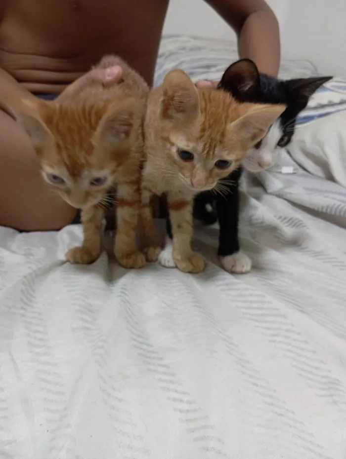 Gato raça SRD-ViraLata idade 2 a 6 meses nome Gato