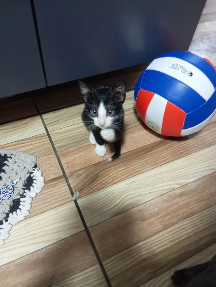 Gato raça SRD-ViraLata idade 2 a 6 meses nome Gato