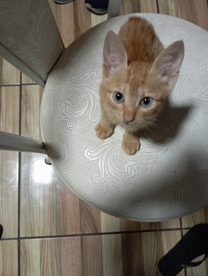 Gato raça SRD-ViraLata idade 2 a 6 meses nome Gato