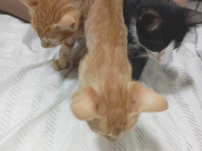 Gato raça SRD-ViraLata idade 2 a 6 meses nome Gato