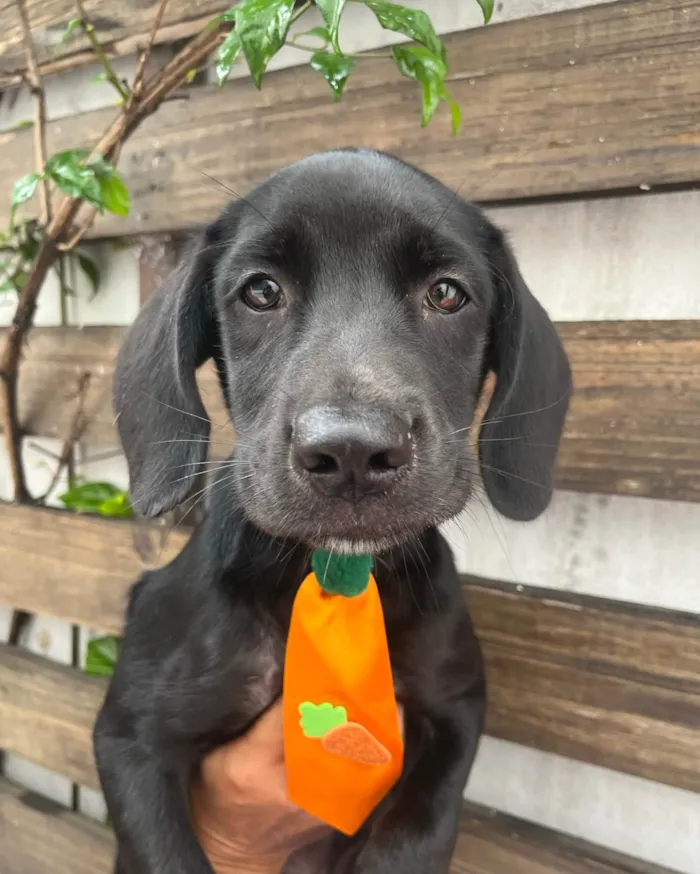 Cachorro ra a SRD-ViraLata idade 2 a 6 meses nome Ross