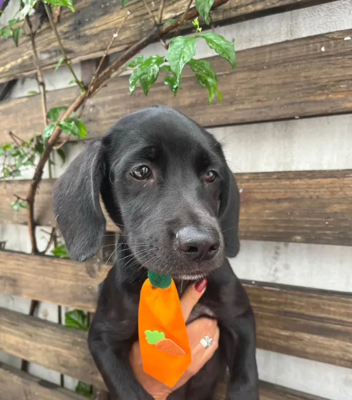 Cachorro ra a SRD-ViraLata idade 2 a 6 meses nome Ross