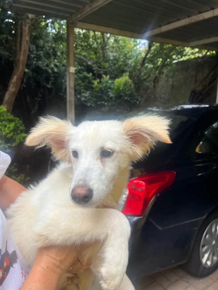 Cachorro ra a SRD-ViraLata idade 2 a 6 meses nome Bruno