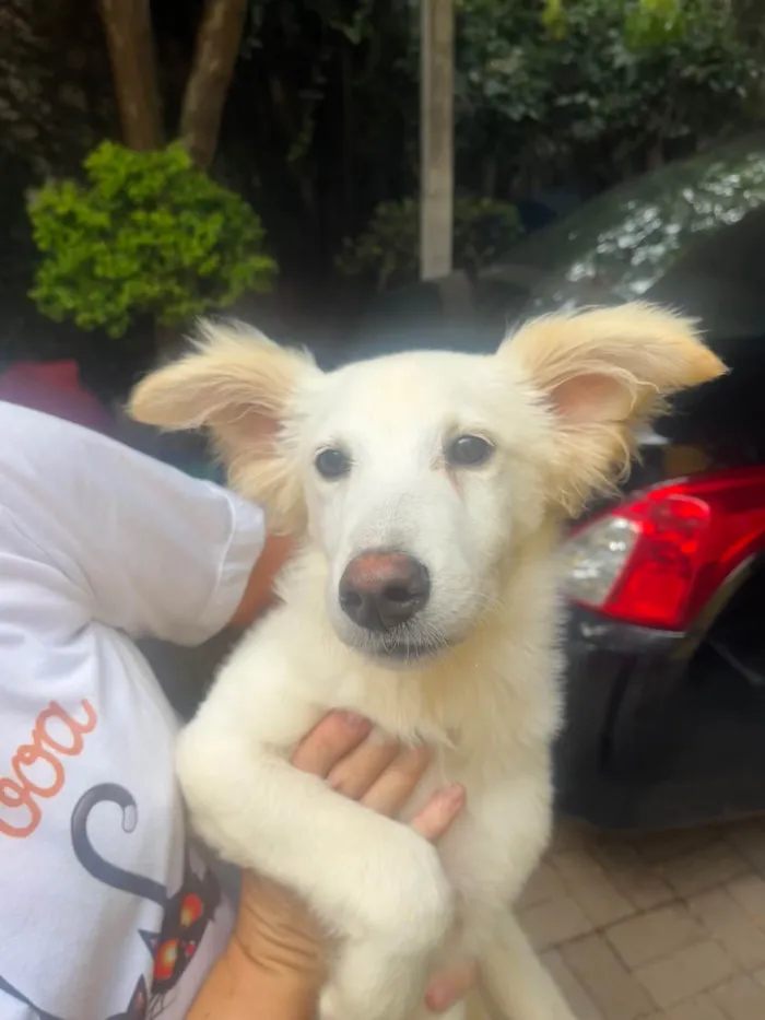 Cachorro ra a SRD-ViraLata idade 2 a 6 meses nome Bruno