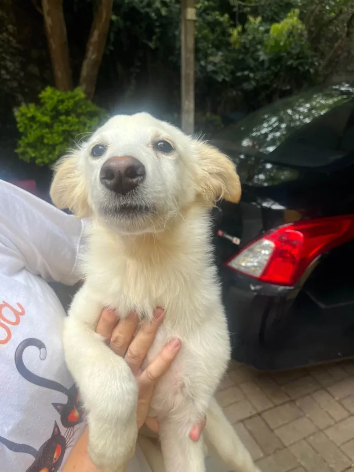 Cachorro ra a SRD-ViraLata idade 2 a 6 meses nome Bruno