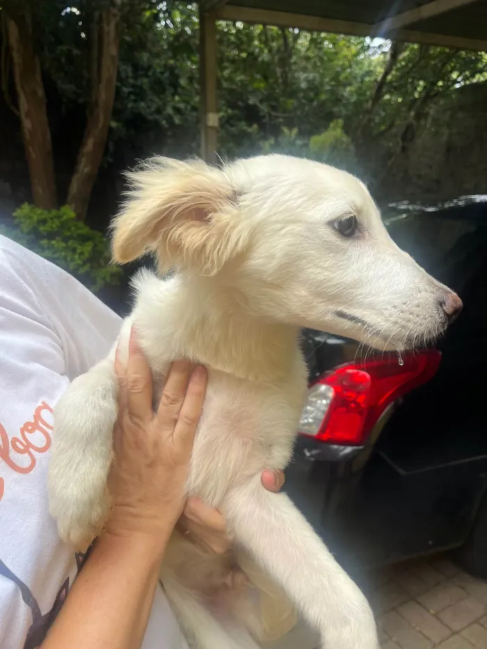 Cachorro ra a SRD-ViraLata idade 2 a 6 meses nome Bruno