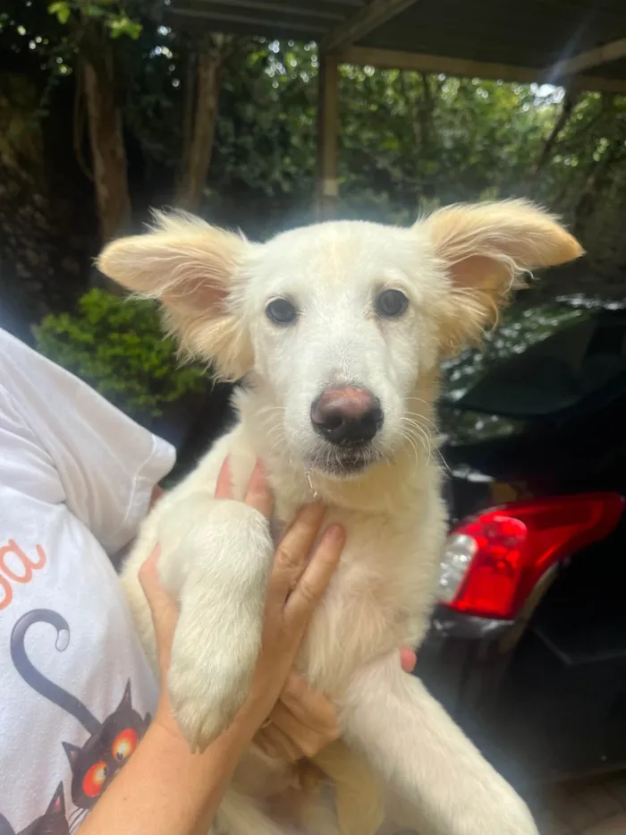 Cachorro ra a SRD-ViraLata idade 2 a 6 meses nome Bruno