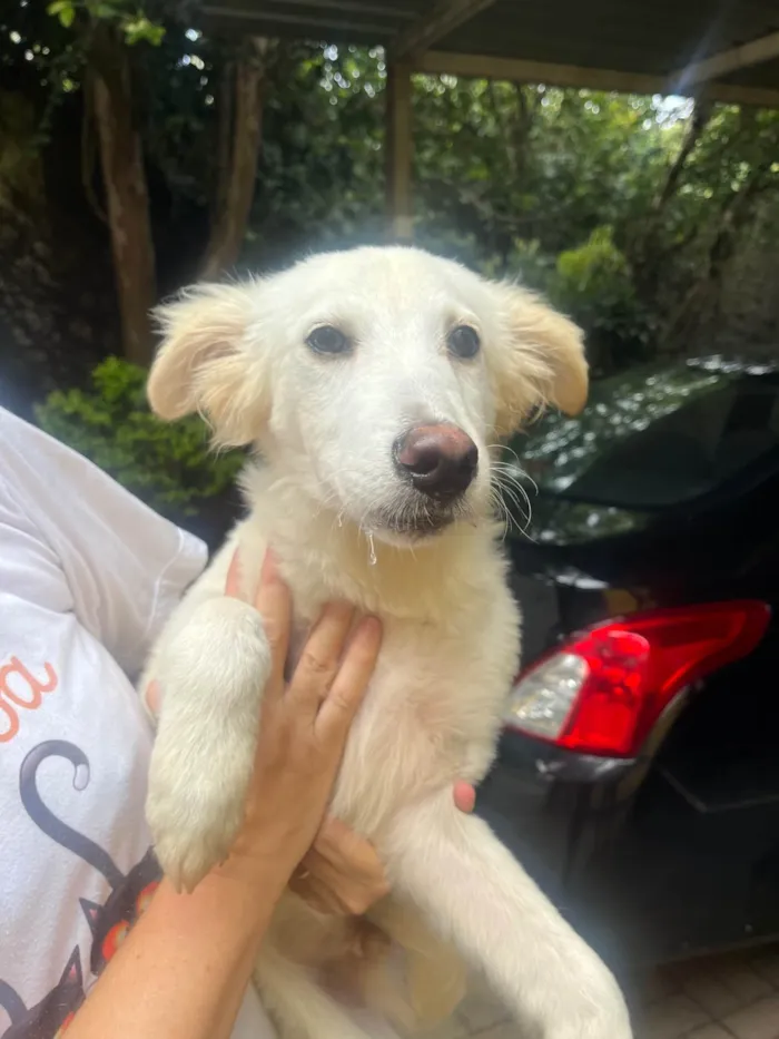 Cachorro ra a SRD-ViraLata idade 2 a 6 meses nome Bruno