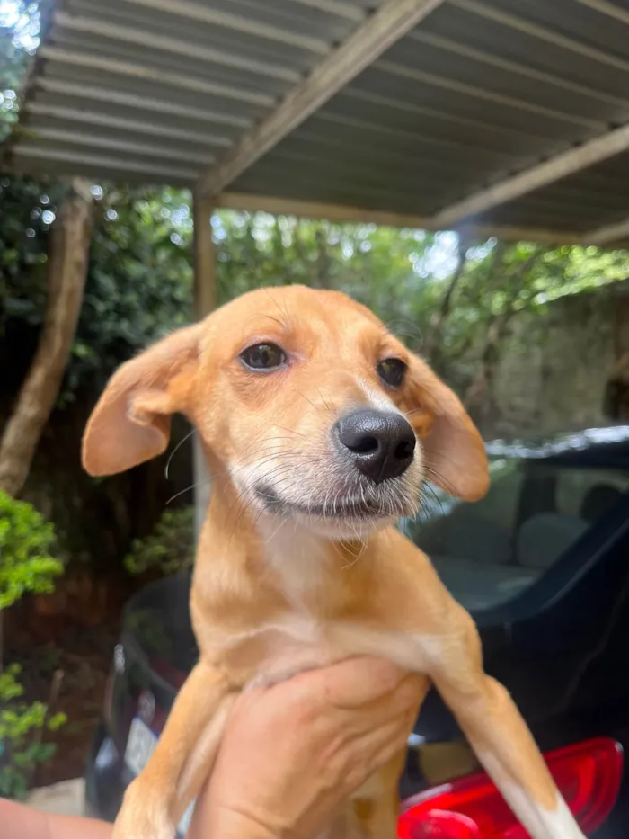 Cachorro ra a SRD-ViraLata idade 2 a 6 meses nome Bianca