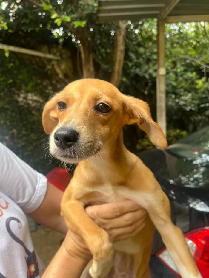 Cachorro ra a SRD-ViraLata idade 2 a 6 meses nome Bianca