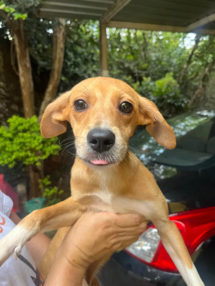 Cachorro ra a SRD-ViraLata idade 2 a 6 meses nome Bianca