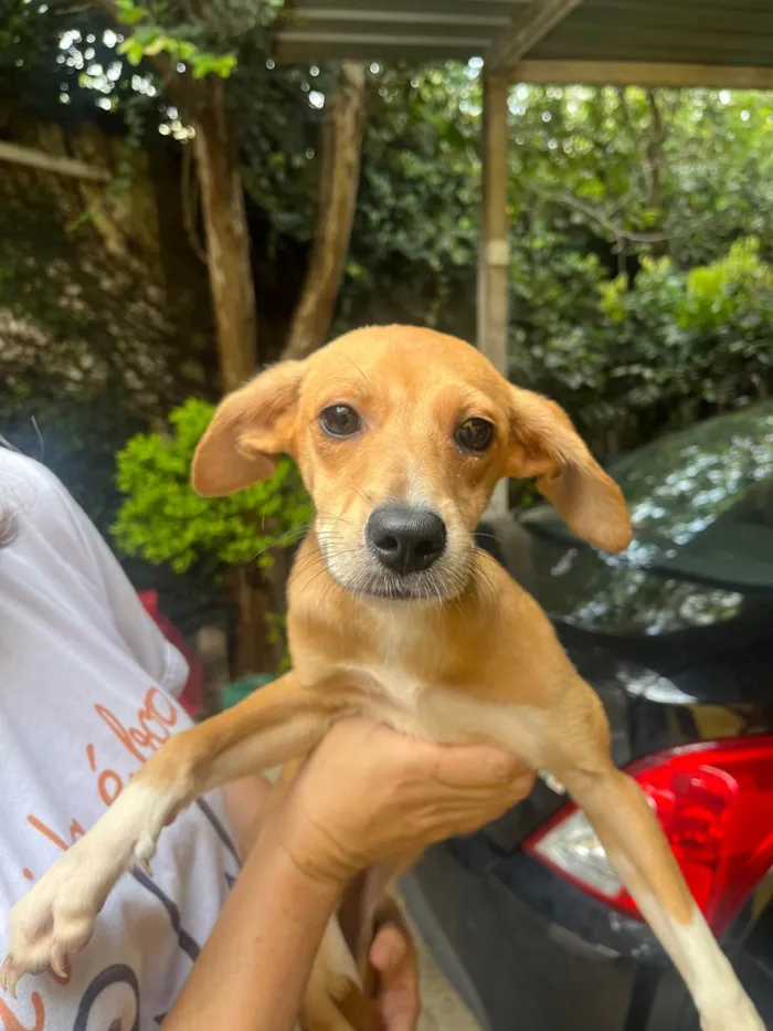 Cachorro ra a SRD-ViraLata idade 2 a 6 meses nome Bianca