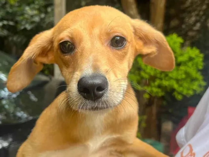 Cachorro ra a SRD-ViraLata idade 2 a 6 meses nome Bianca