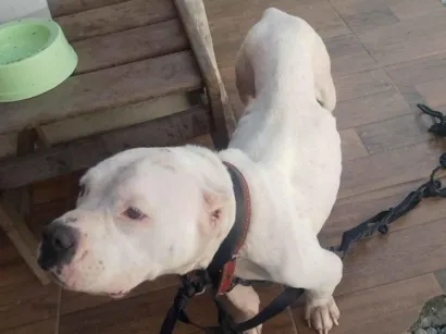 Cachorro raça Pit-Bull idade 3 anos nome Cheirosa 