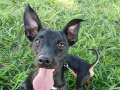 Cachorro raça SRD-ViraLata idade 7 a 11 meses nome Kiara