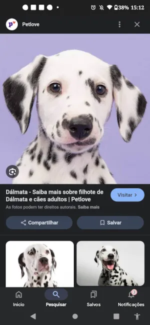 Cachorro raça Dálmata idade Abaixo de 2 meses nome Heloysa