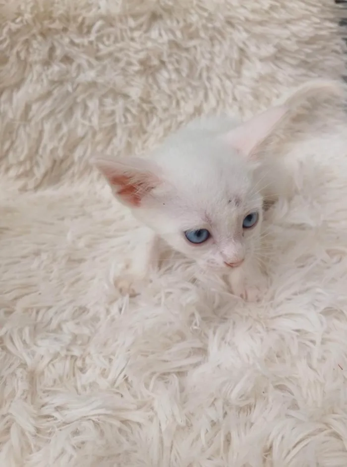 Gato ra a Siamês idade Abaixo de 2 meses nome Siamesa branca adocao