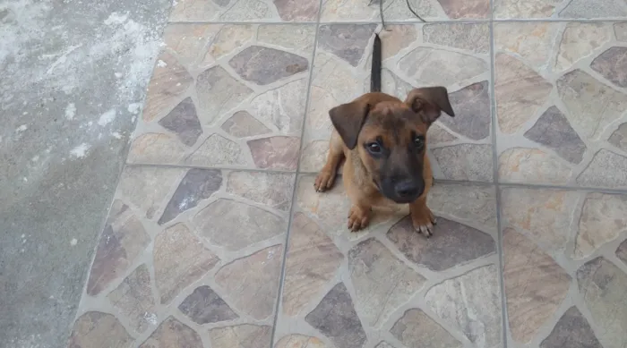 Cachorro ra a SRD-ViraLata idade 2 a 6 meses nome Joana