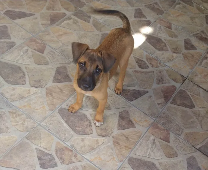 Cachorro ra a SRD-ViraLata idade 2 a 6 meses nome Joana