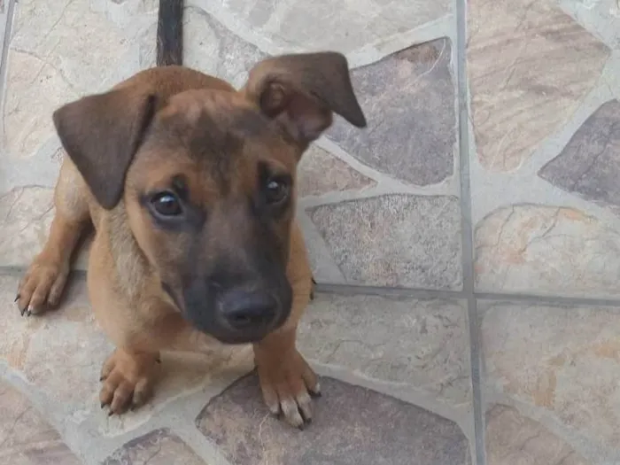 Cachorro ra a SRD-ViraLata idade 2 a 6 meses nome Joana