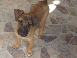 Cachorro raça SRD-ViraLata idade 2 a 6 meses nome Joana