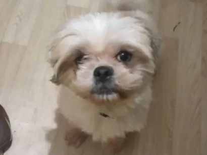 Cachorro raça Shitzu idade 6 ou mais anos nome Jasmin