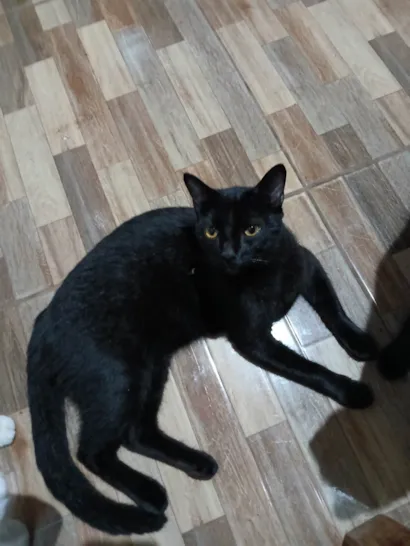 Gato raça SRD-ViraLata idade 7 a 11 meses nome Carvão ou Pretinho 