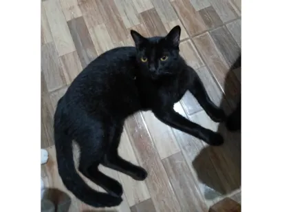 Gato raça SRD-ViraLata idade 7 a 11 meses nome Pretinho ou Carvão 