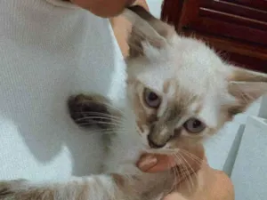 Gato raça SRD-ViraLata idade 2 a 6 meses nome Príncipe