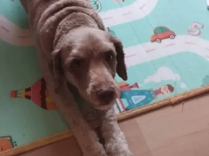 Cachorro raça SRD-ViraLata idade 3 anos nome Hatchi