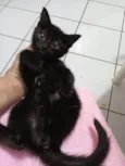 Gatinhos 75 dias pra adoção lares fechados 