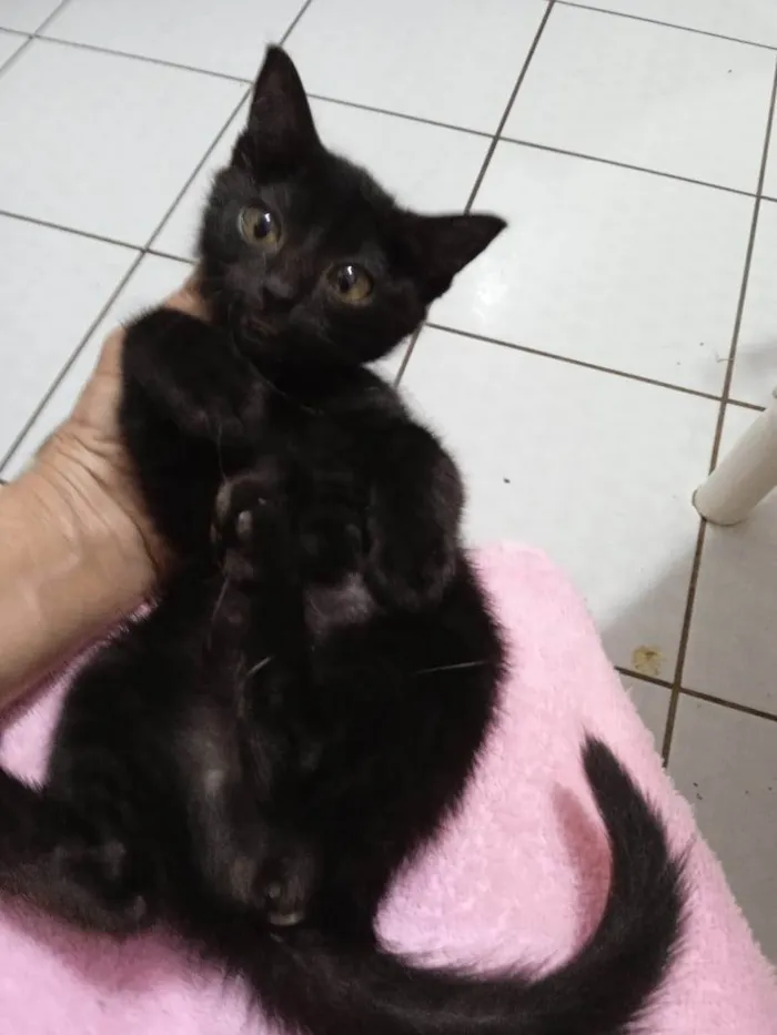 Gato ra a SRD-ViraLata idade 2 a 6 meses nome Gatinhos 75 dias pra adoção lares fechados 