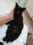 Gatinhos 75 dias pra adoção lares fechados 