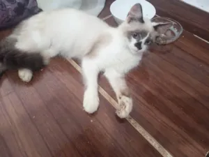 Gato raça SRD-ViraLata idade 2 a 6 meses nome Penélope
