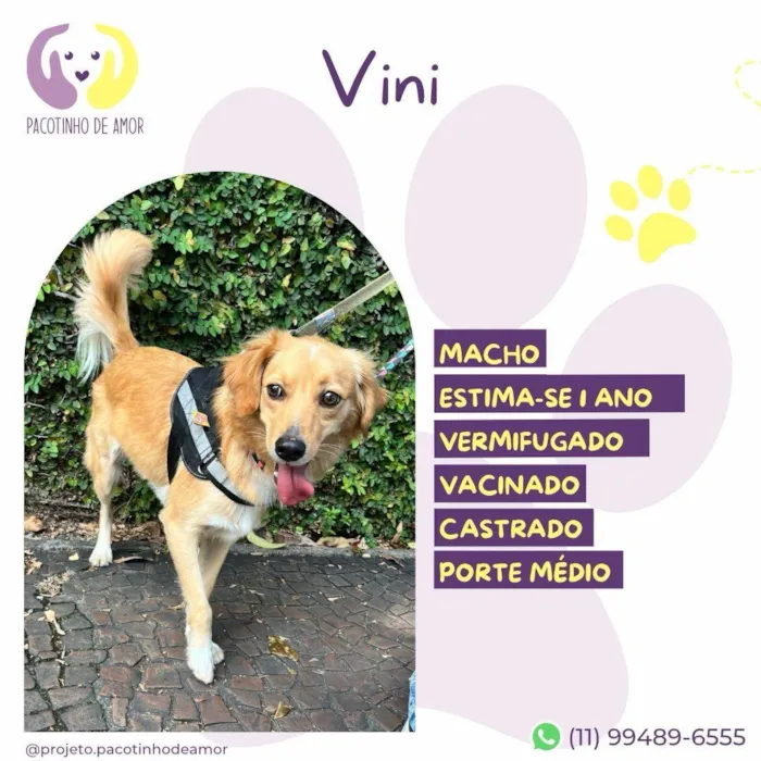 Cachorro ra a SRD-ViraLata idade 1 ano nome Vini